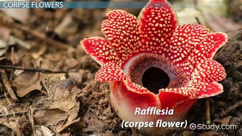 Rainforest Plants | Adaptations, Kinds & Types - Lesson | Study.com