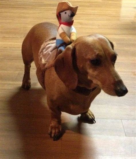 10 Best Wiener Dog Costumes For Halloween [PICTURES] | Cute dog ...