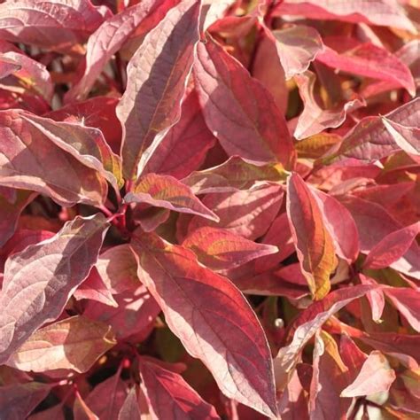 Arctic Fire® Red, Red Twig Dogwood - Grown By Overdevest