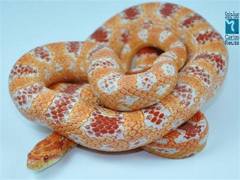 Fluorescent Orange Cornsnake - Ians Vivarium