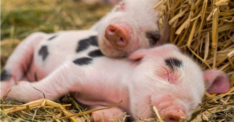 Baby Pig: 5 Piglet Pictures and 5 Facts - IMP WORLD