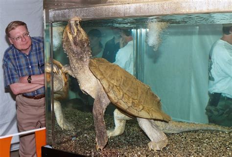 Full Grown Alligator Snapping Turtle Baby : They start small and grow big.