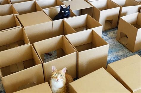 Crazy Cat Maze Proves Cats Can Make Humans Do ANYthing [Video] | PetGuide