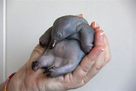 Meet Beau, The Orphan Echidna Puggle :: Ameisenigel / Schnabeligel Baby ...