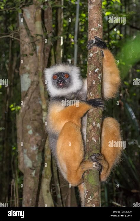 Golden Sifaka, dancing lemur of Madagascar Stock Photo - Alamy