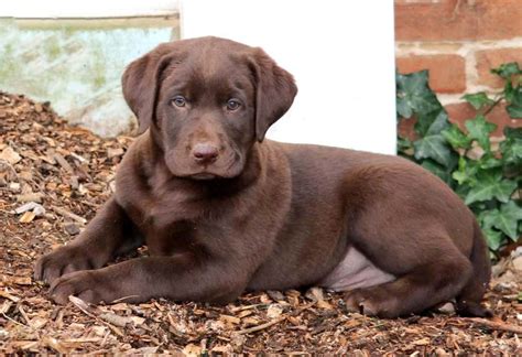 Chocolate Lab Puppies For Sale - Keystone Puppies