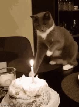 Cat birthday cake - Imgflip