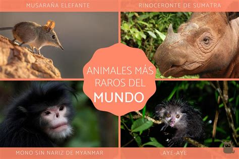 Los 30 animales más raros del mundo - FOTOS y EJEMPLOS