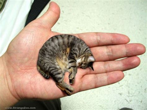 11 Smallest Cat Breeds in the World - HubPages