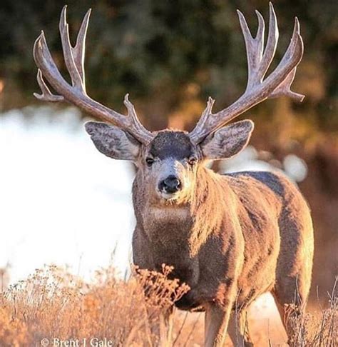 Old mule buck | Mule deer hunting, Big deer, Whitetail deer pictures