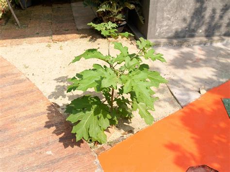 The Solanum torvum is growing Beside the walkway 11703045 Stock Photo ...