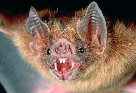 Punnett's Square: Using Vampire Bat Genetics to Predict Rabies ...