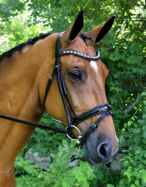 DRESSAGE BRIDLES