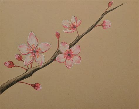 Cherry Blossom Beautiful Tree Drawing