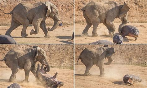 An aggressive elephant threw a mother hippo into the air as she tried ...