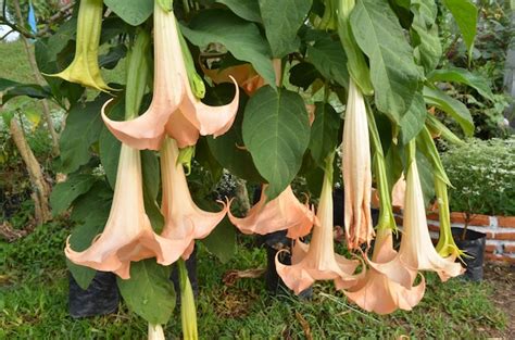 Premium Photo | Datura flower