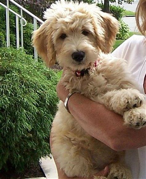 schnoodle grooming dunwoody - Google Search | Schnoodle dog, Schnoodle ...