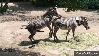 [NEW] Zebra Mating And Giving Birth - Animals Mating Best Moments on ...