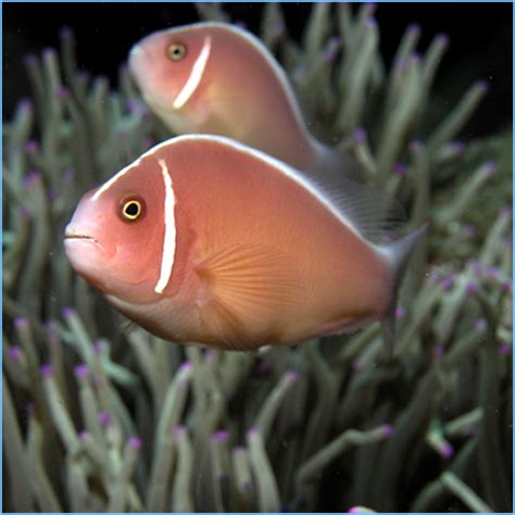 Pink Skunk Clownfish or Pink Anemonefish | Pete's Aquariums & Fish