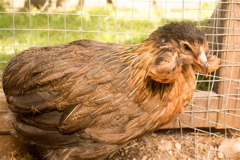 Araucana chickens: The wacky blue-egg layers — The Featherbrain