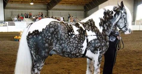 10 horses with unique markings you've never seen before