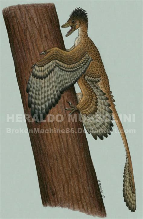 Microraptor gui by BrokenMachine86 on DeviantArt