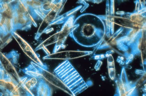 Phytoplankton - Wikipedia