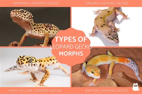 Types of Leopard Gecko Morphs - Genetic Morphs of Leopard Geckos