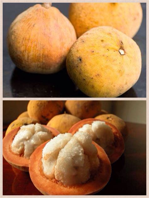 Santol fruit; The ripe fruits are harvested by climbing the tree and ...