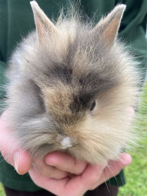 Baby Lionhead rabbit – Rabbits for Sale