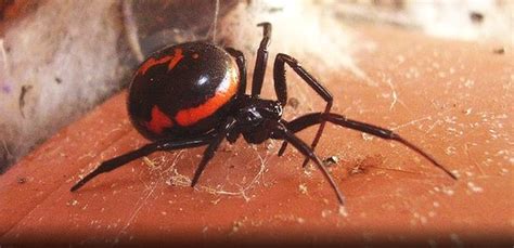 False Black Widow Spider Images