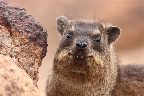 Rock Hyrax at Augrabies Falls NP