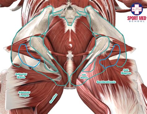 Hip/Groin Anatomy | Sport Med School