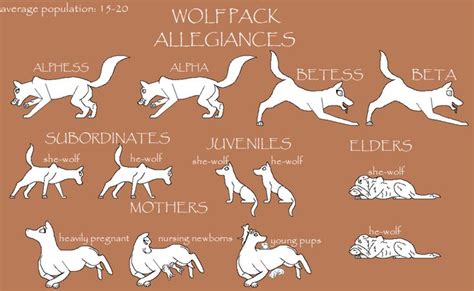 7 best Wolf Pack images on Pinterest | Werewolves, Wolf and Wolf pack ranks