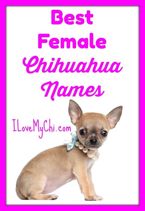 49+ Chihuahua Dog Names Female Pic - Bleumoonproductions