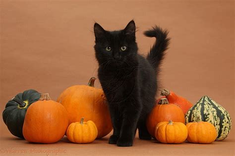 Cute Black Halloween Kitty, cute, kitty, black, Halloween, cats ...