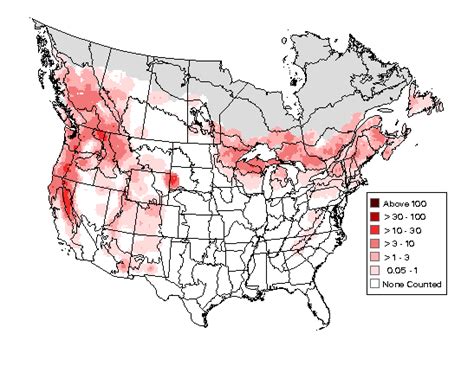 Red-breasted Nuthatch - Photo, facts, and identification tips