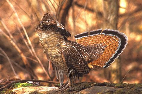 Ruffed Grouse Facts, Habitat, Lifespan, Diet and Pictures