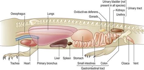 Bearded dragon with hepatic disease | Veterian Key