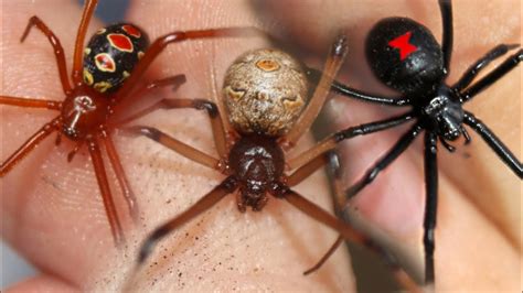 RED vs BROWN vs BLACK WIDOW! - How Deadly Are Widow Spiders REALLY? (ft ...