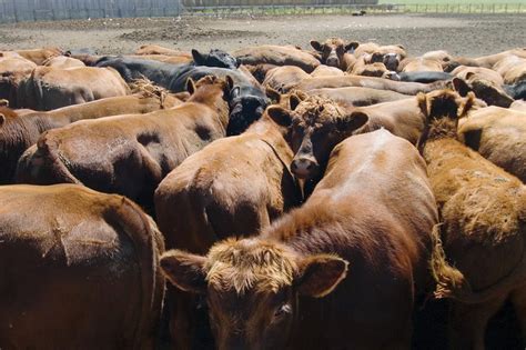 CME: Lean hogs future fall, live cattle firm | The Cattle Site