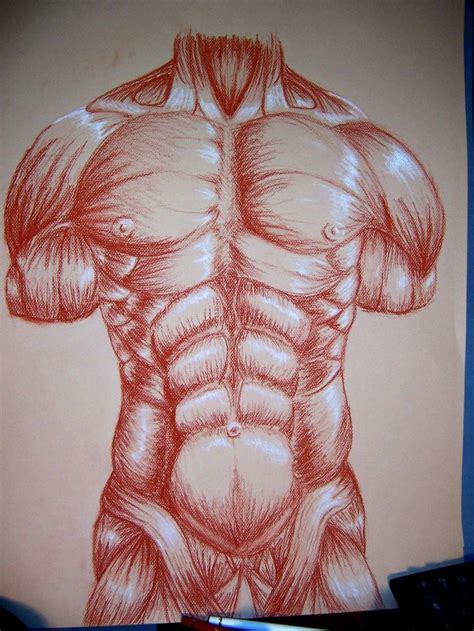 Muscle drawing for college by ~CamT on deviantART | Anatomie, Images ...