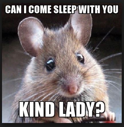 20 Mouse Memes You'll Find Adorable | Pet mice, Animals beautiful, Cute ...