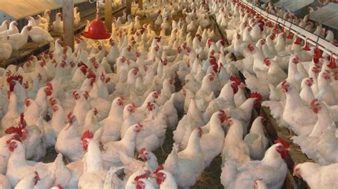 Poultry Farming-beginner guide (2021) - Agricultureguruji