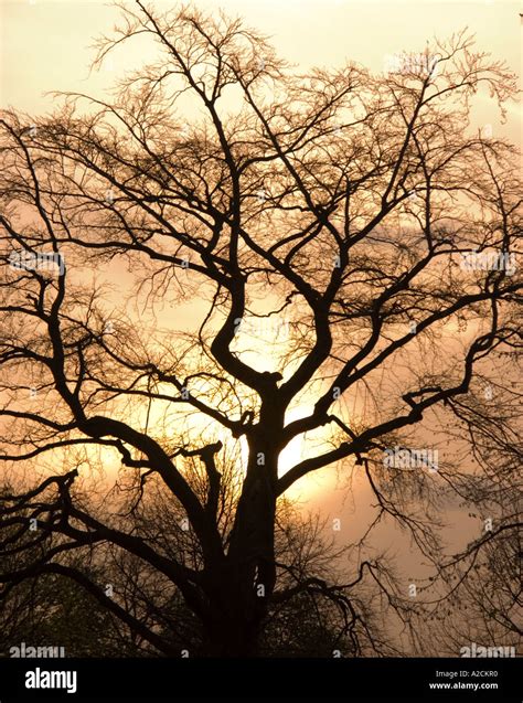 Tree in Hyde Park London England United Kingdom Stock Photo - Alamy