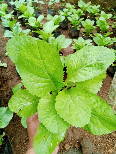 Mustasa plant with FREE fertilizer | Lazada PH