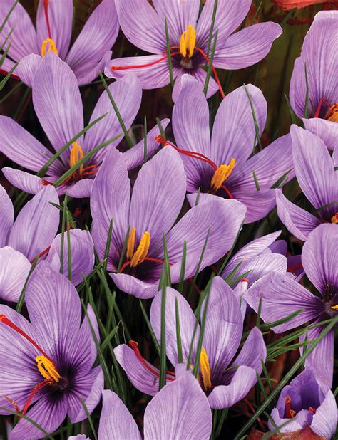 Saffron Crocus - Tesselaar