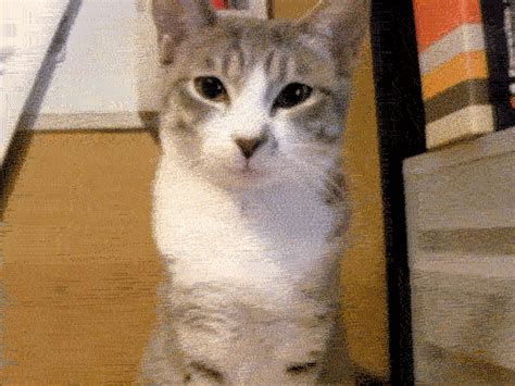 kittens cats gif | WiffleGif