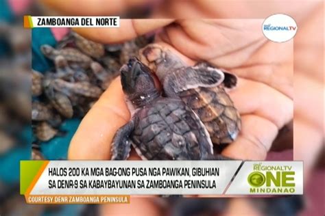 One Mindanao: Pawikan Hatchlings | One Mindanao | GMA Regional TV ...