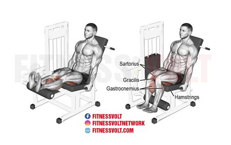 Seated Leg Curl: Master Hamstring & Gastrocnemius Strength – Fitness Volt